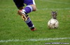 Kočka hraje fotball