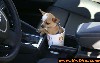 Převoz psa v autě