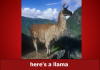 Lama song